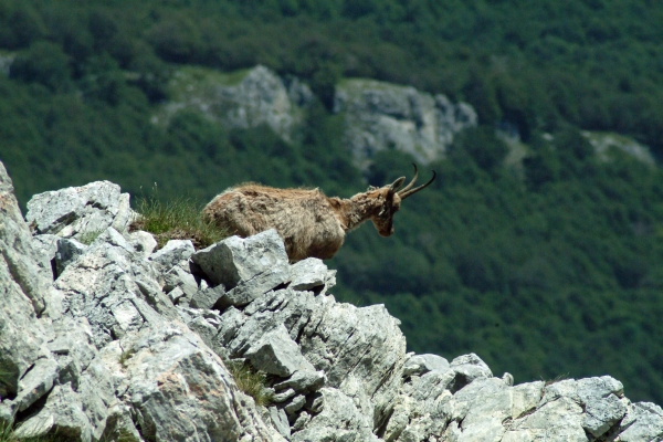 Camoscio d''Abruzzo Rupicapra pyrenaica ornata